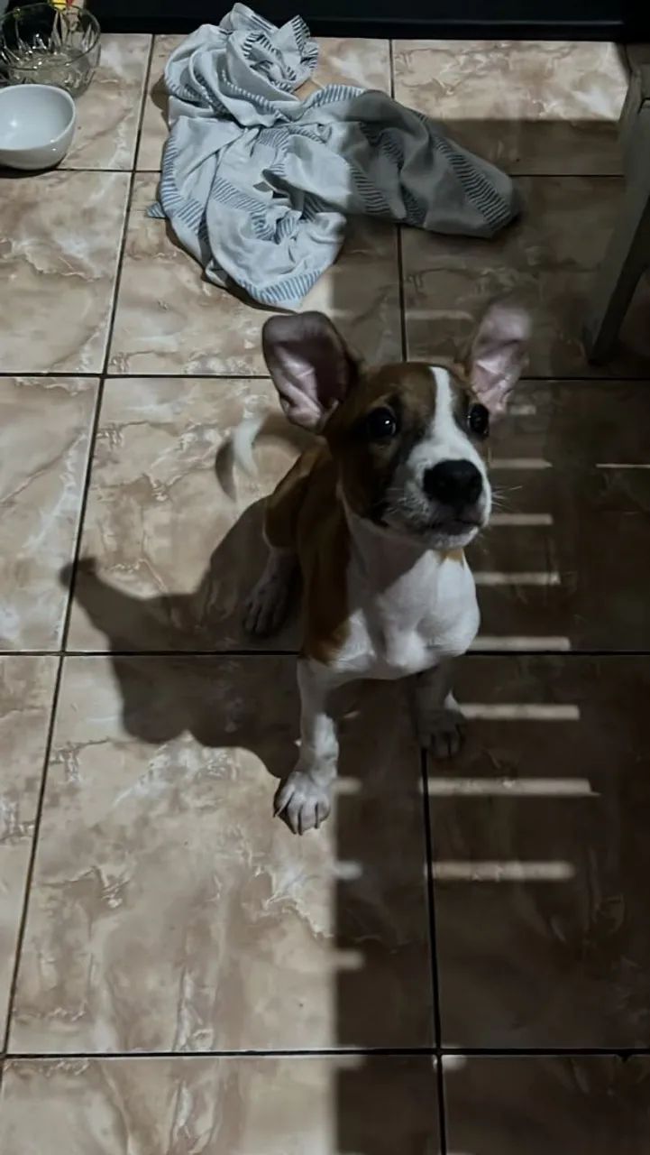 Filhote com 3 meses  - Foto 4