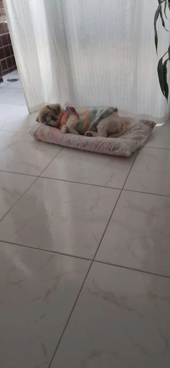  Cachorrinha Shitzu - Foto 3