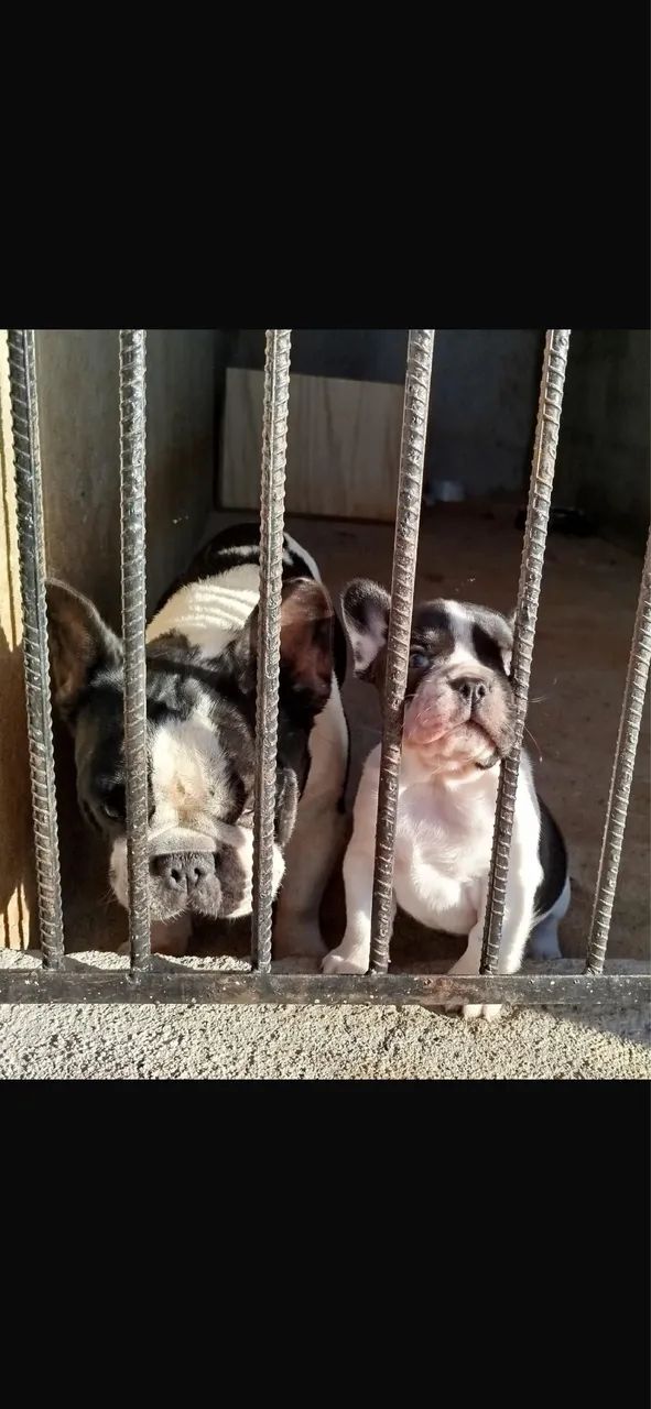 Buldogue francês - Foto 2