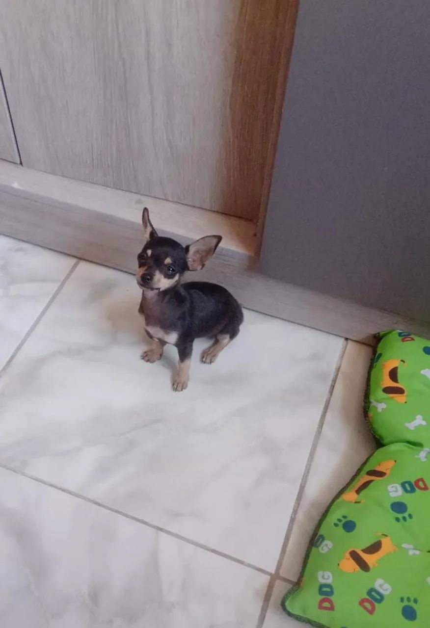 Pinscher feminha  - Foto 3