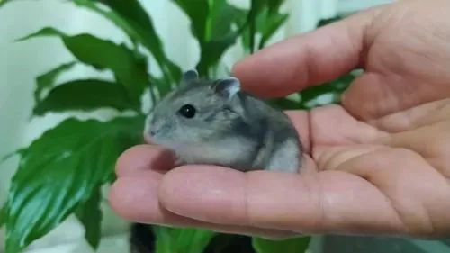Hamster filhotinhos  - Foto 2