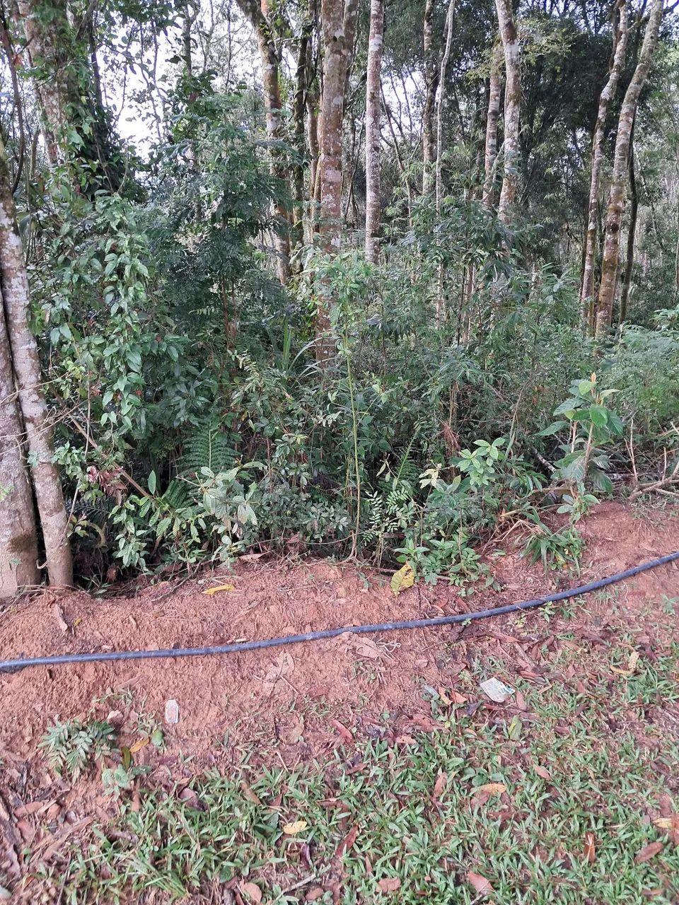 Roçada curitiba e regiao - Foto 2
