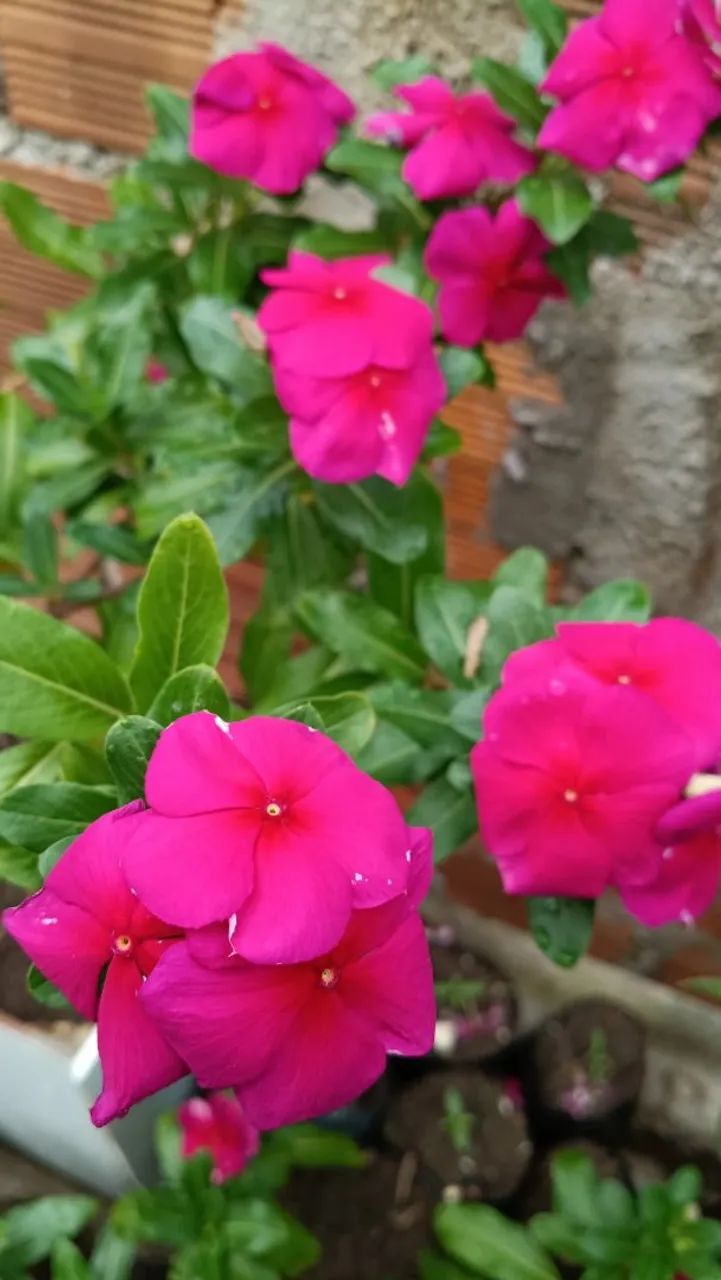 Vinca, boa noite  - Foto 4