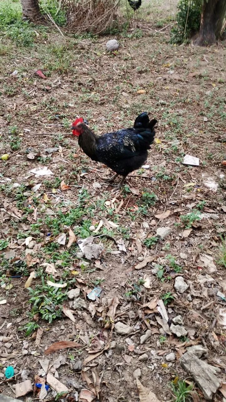 Galo - Foto 2