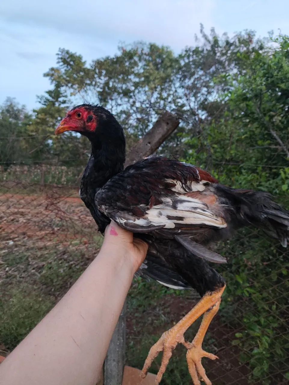 Frangos e galo - Foto 4