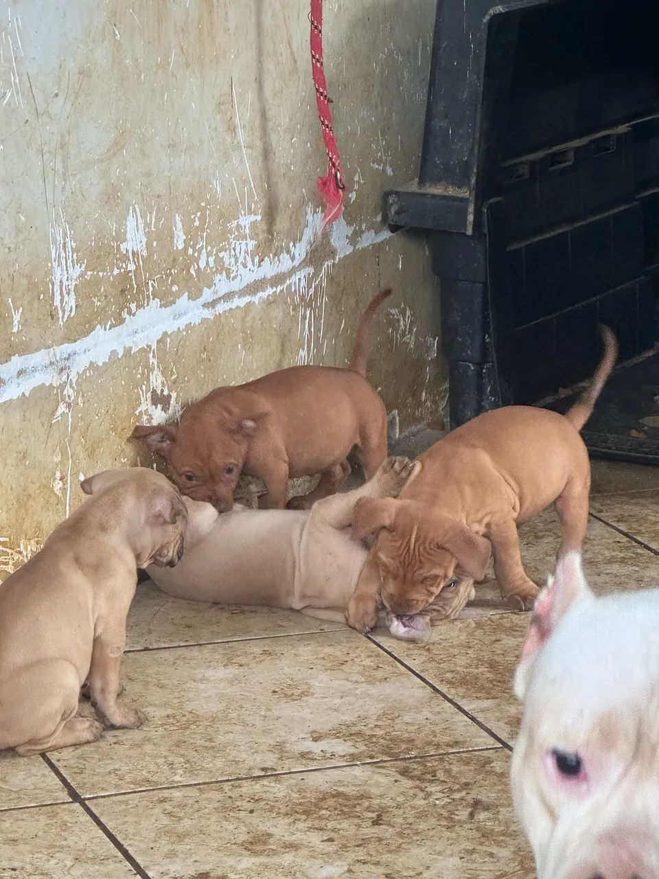 Pitbull filhote - Foto 3