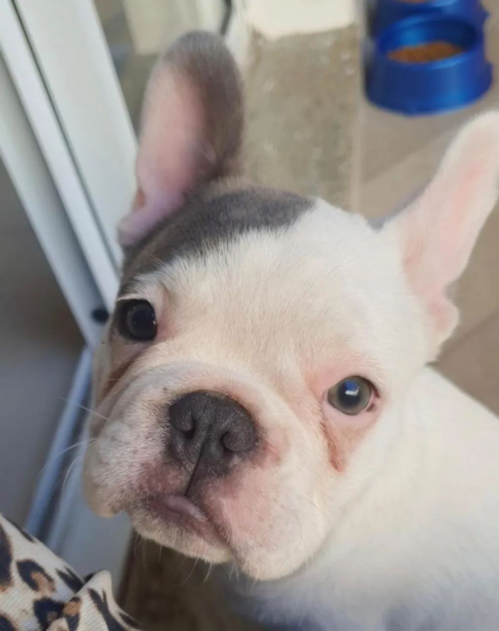 Bulldog francês filhote - Foto 3