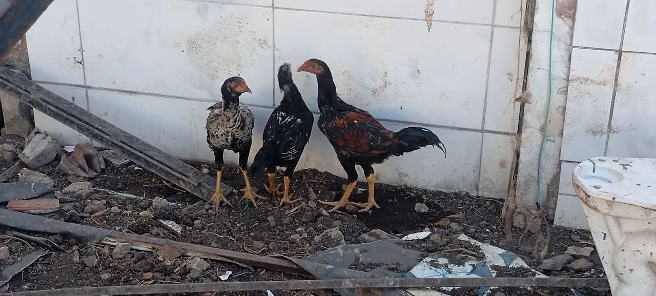 Vendo 3 frangos de raça 