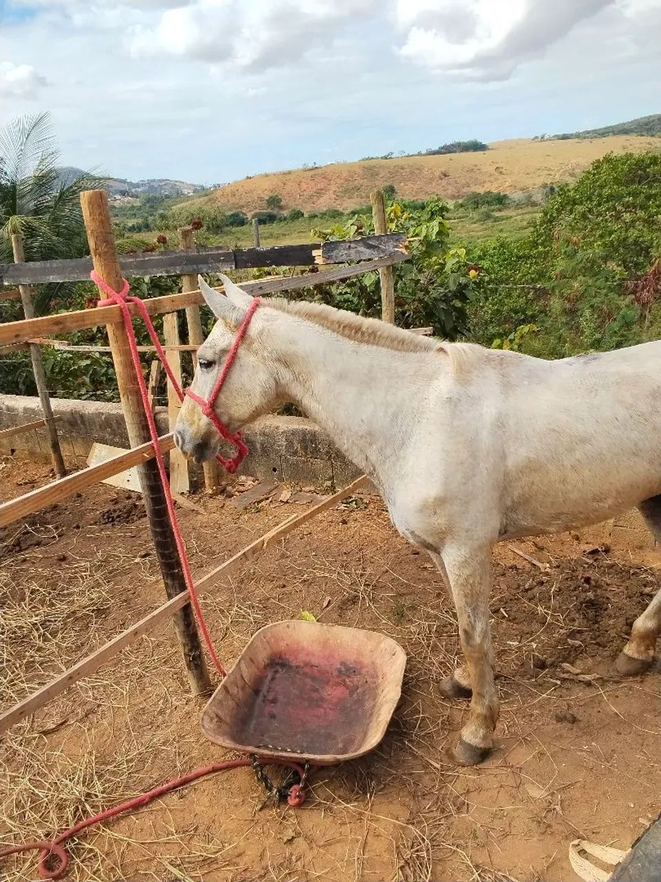 Egua