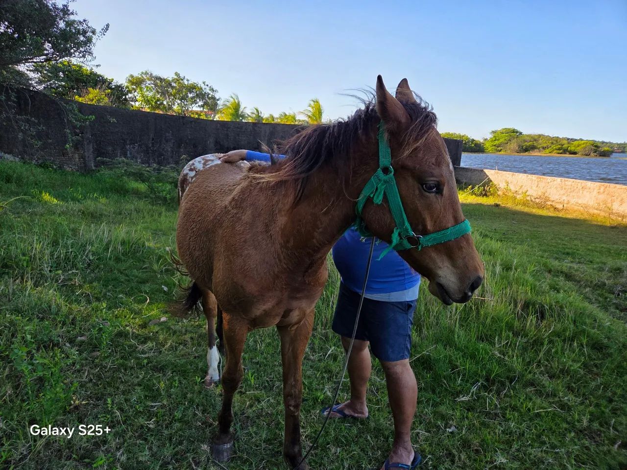 Cavalo quarto de milha  - Foto 2