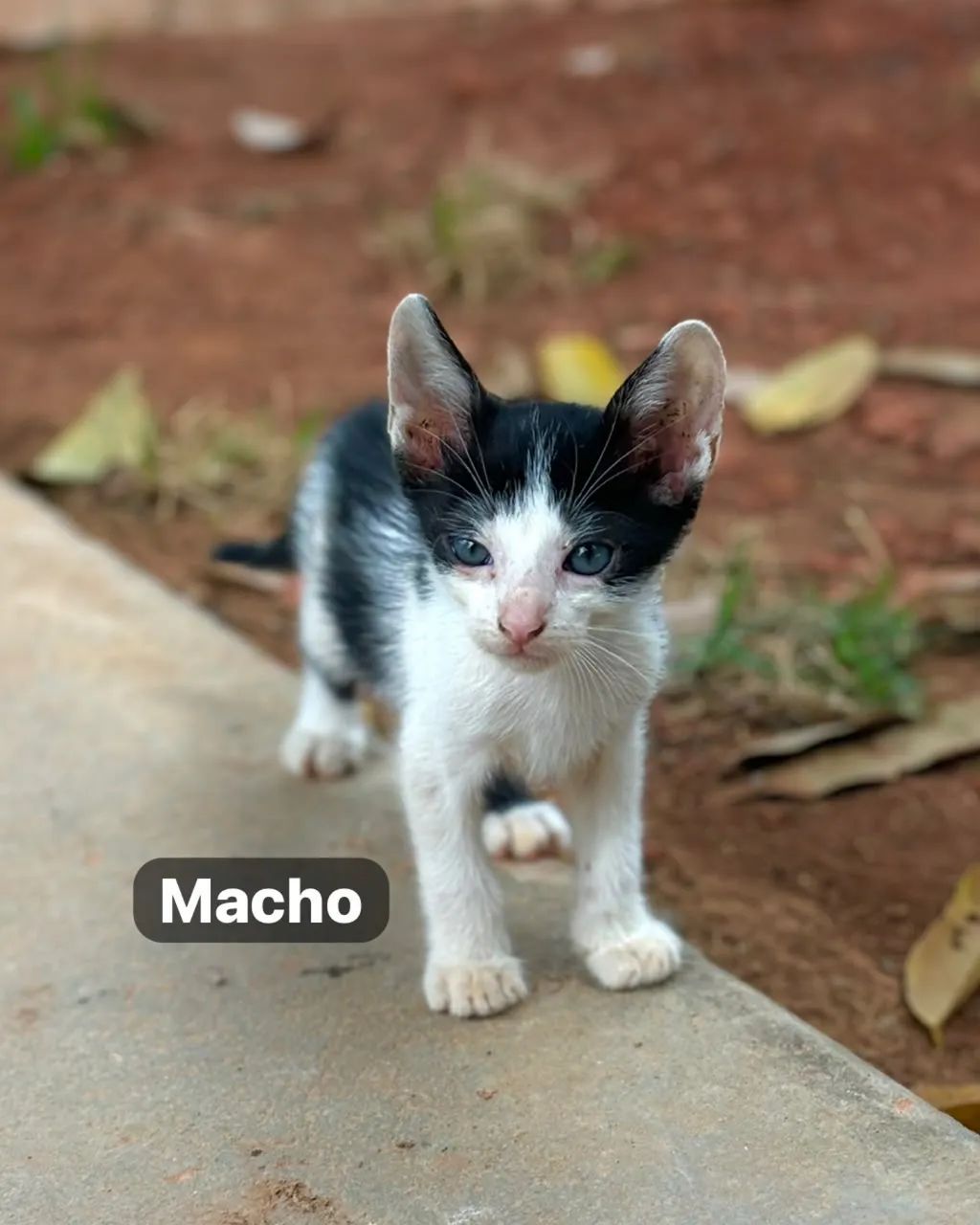 Filhotes de gato para doação  - Foto 3