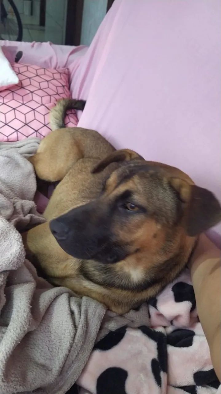 Dois cachorros  - Foto 5