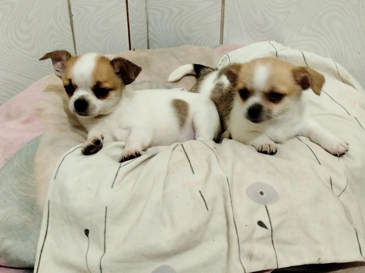 Chihuahua  - Foto 2