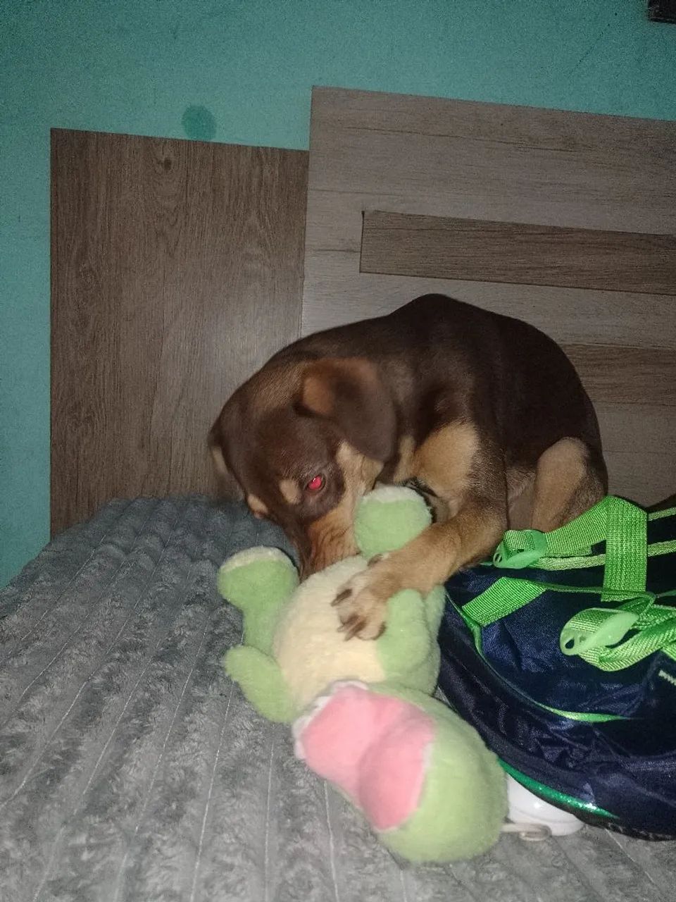 Adoção Responsável  - Foto 3