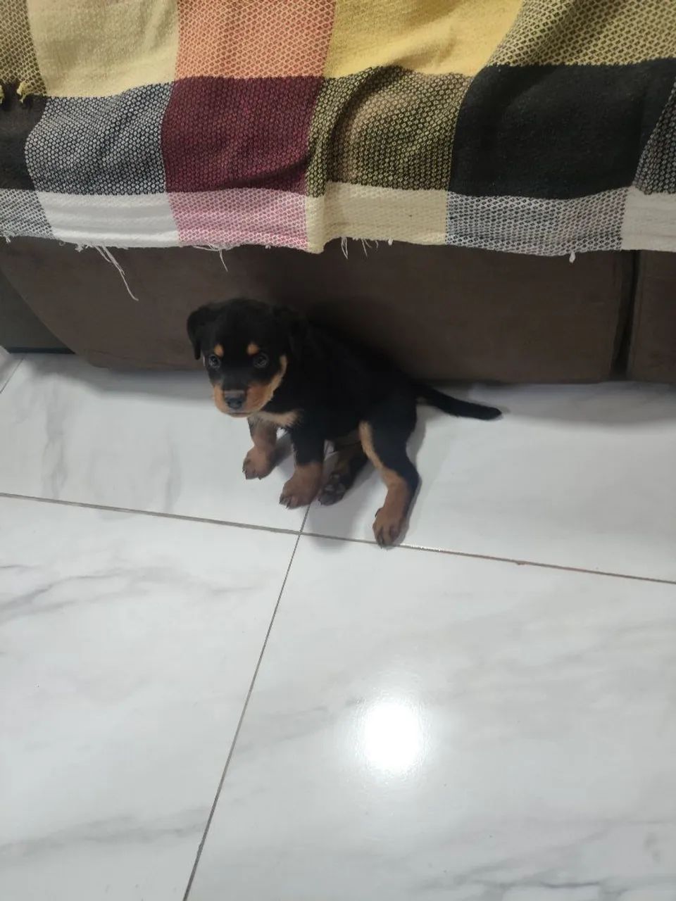 Rottweiler 54 dias - Foto 2