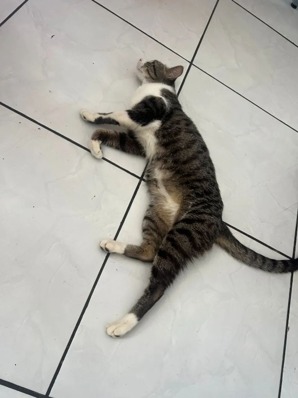 gato macho doação - Foto 2