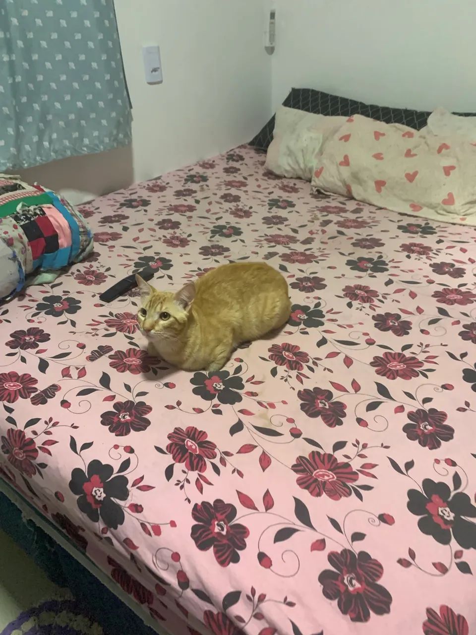PET SITTER | DOG WALKER | BABA DE PET - Foto 3