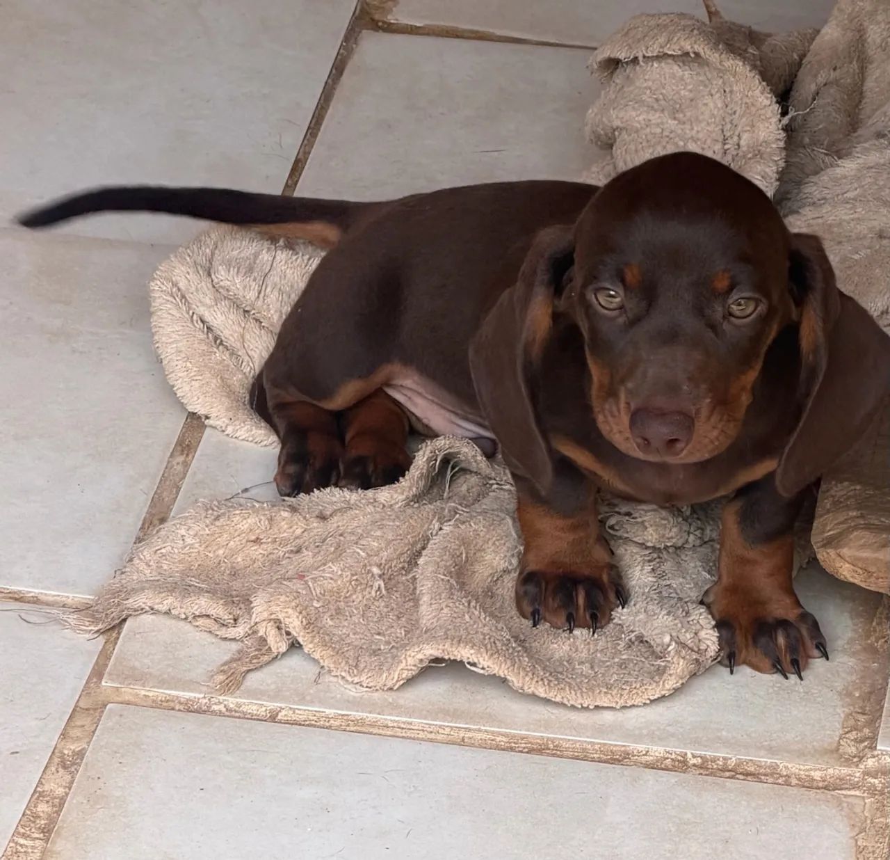 Dachshund - macho chocolate  - Foto 3