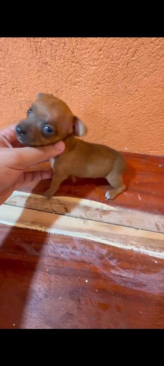 Cachorro pinscher micro zero - Foto 2