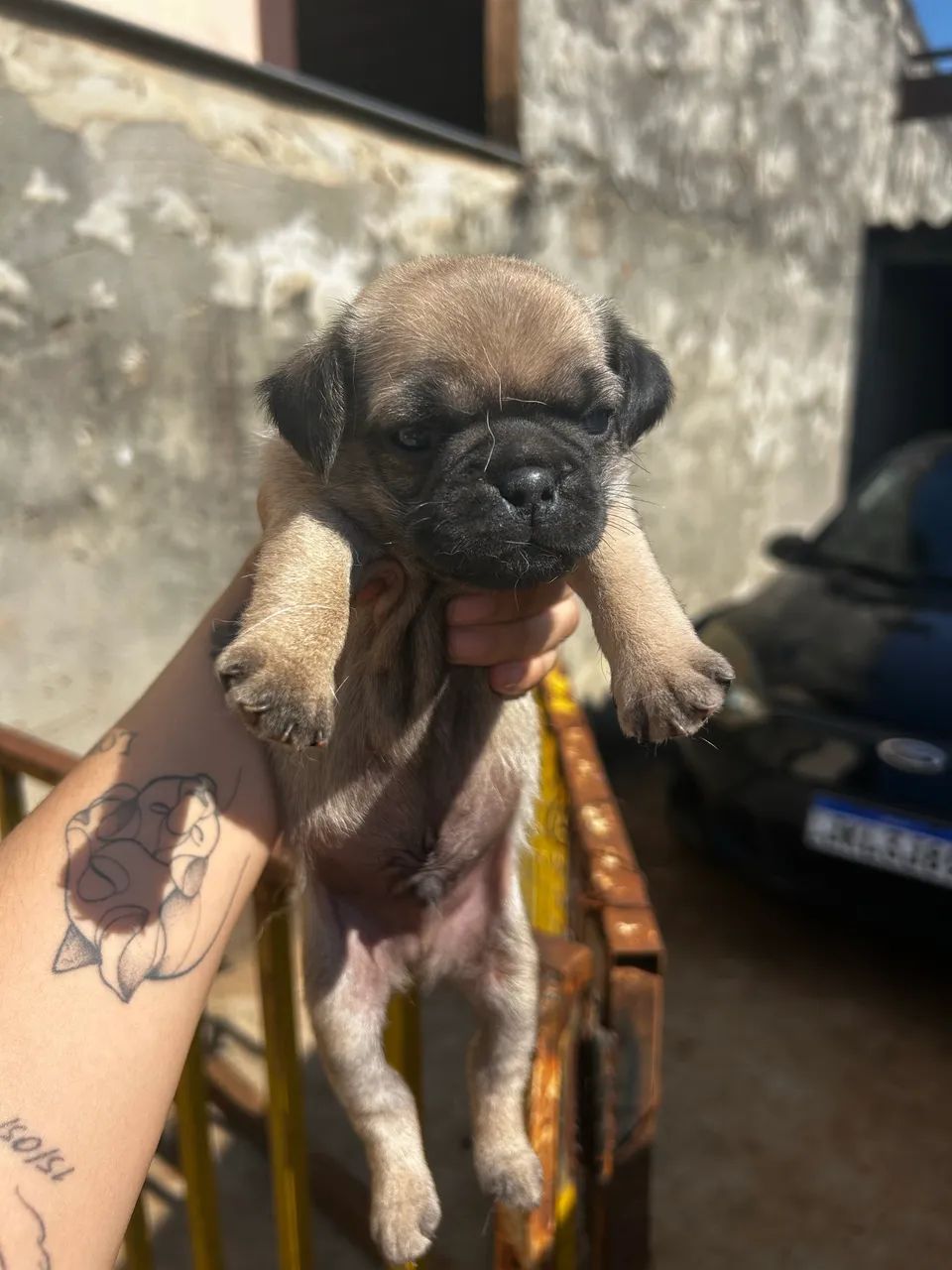 Cachorro pug macho  - Foto 3