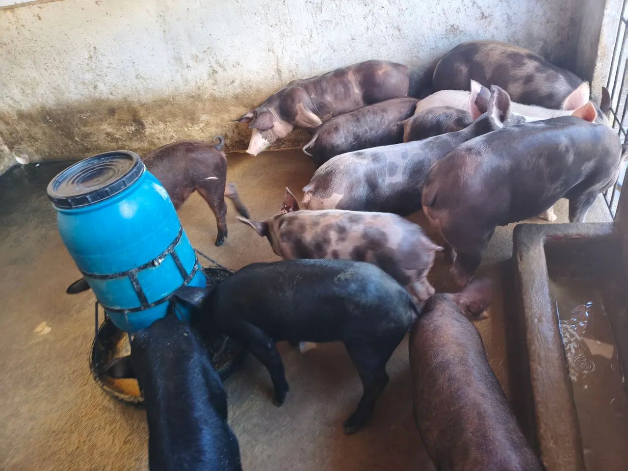 12 porcos média de 60 a 100kg - Foto 2
