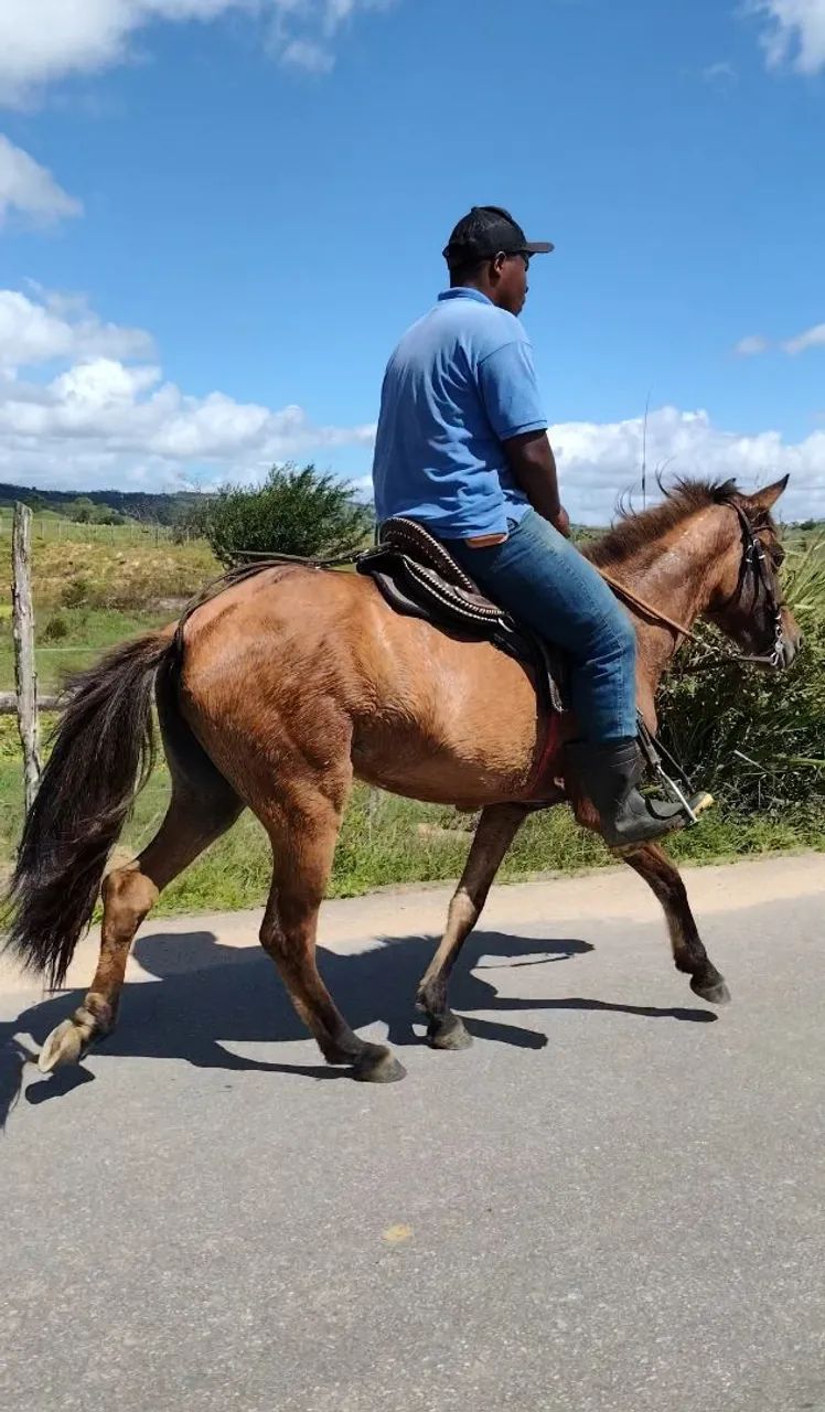Égua baxeira  - Foto 3