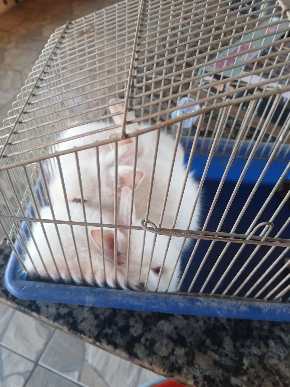 Vendo coelhinho  - Foto 4