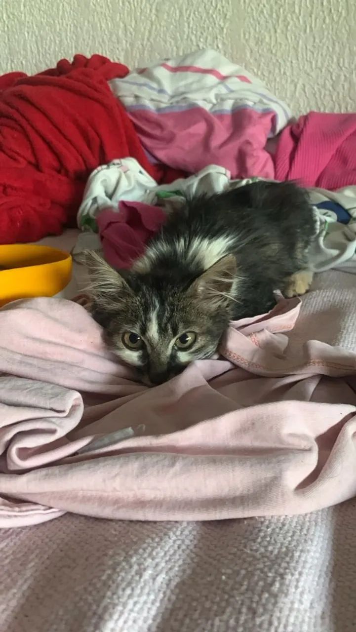 Adote a Tasha - Foto 3