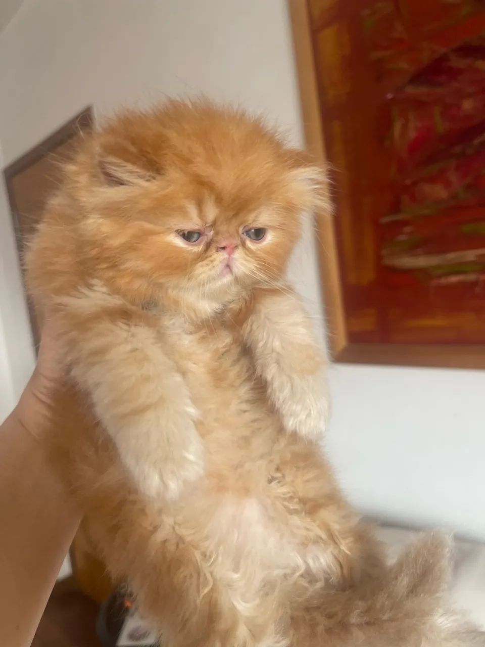 Gata Persa  - Foto 2