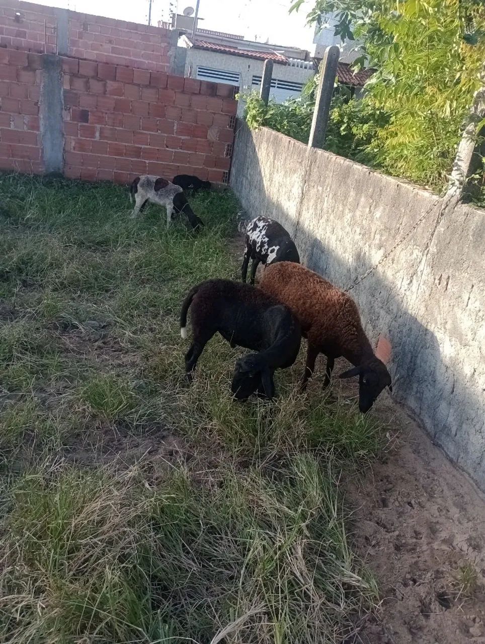 ovelhas - Foto 4