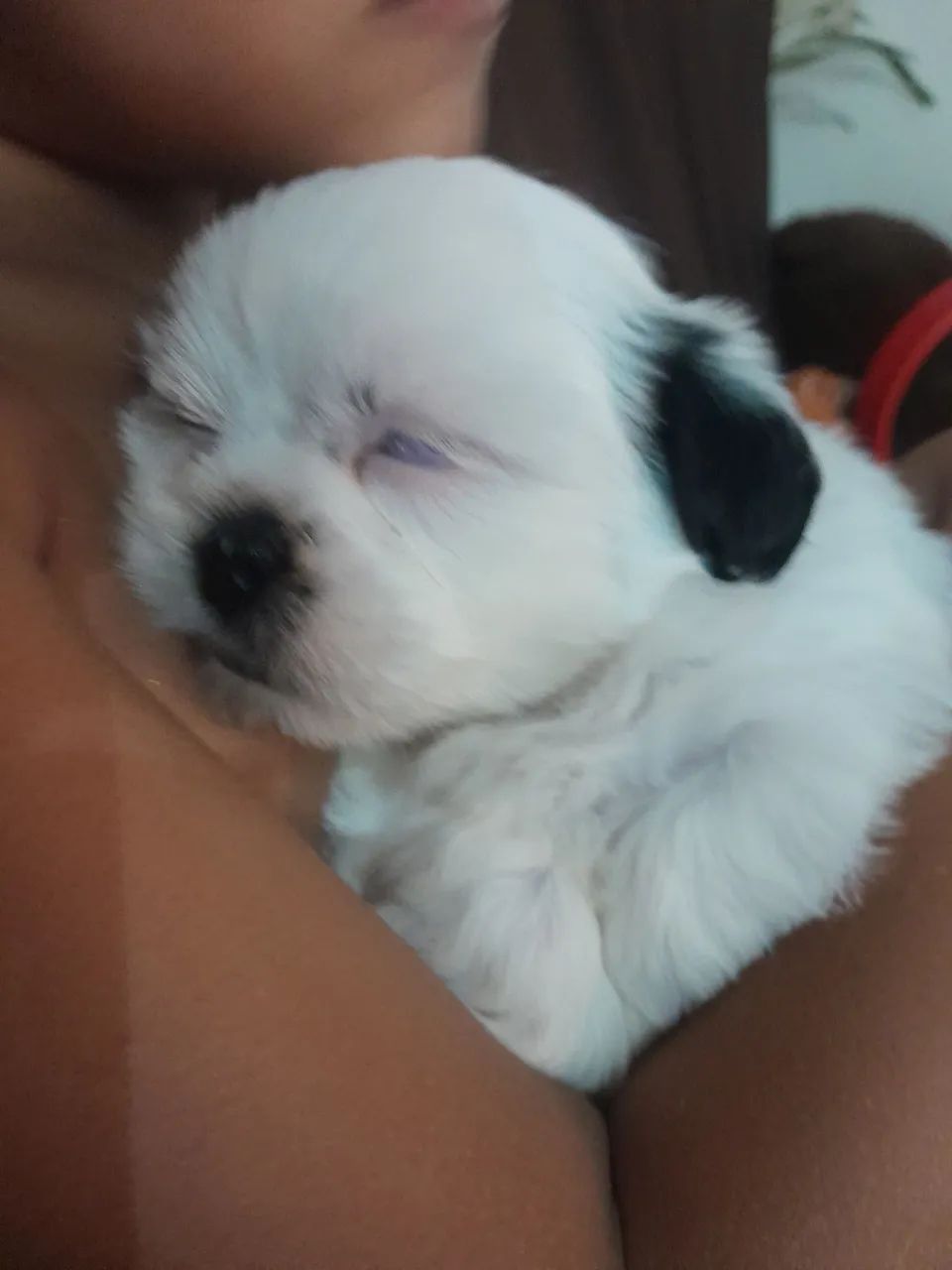 Shitzu mini machinho  - Foto 3