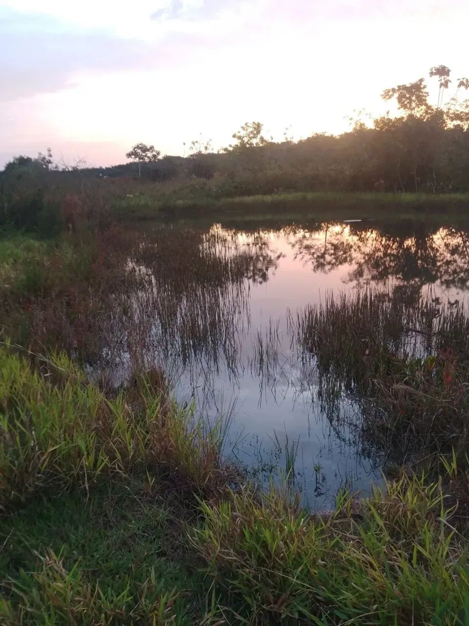 CÓD219  Chácara 15 ha | Nova Canaã  Terenos/MS - Foto 5