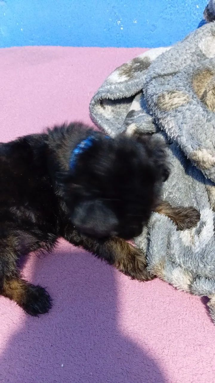 Cachorro  - Foto 4