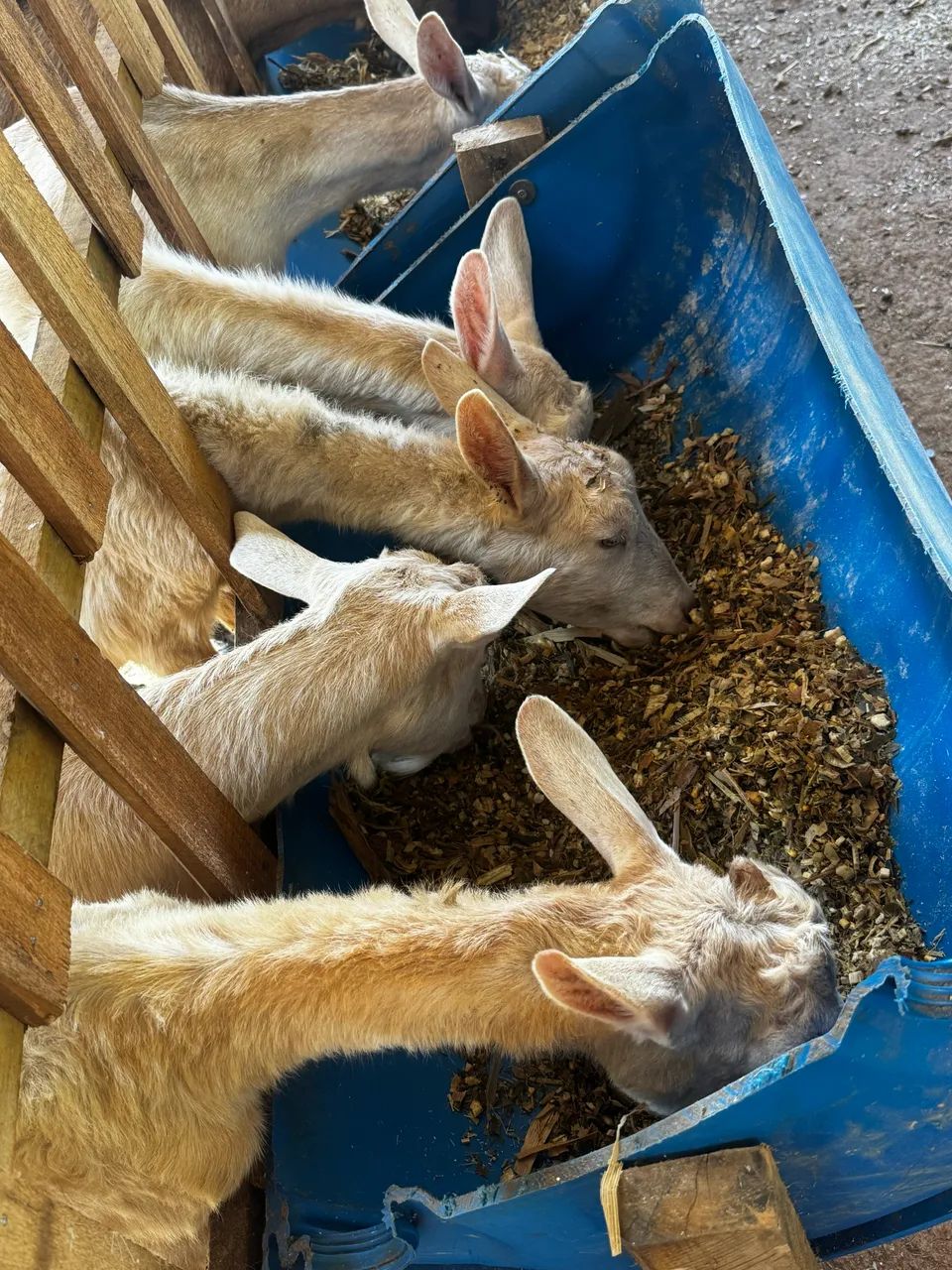 Cabras leiteiras 