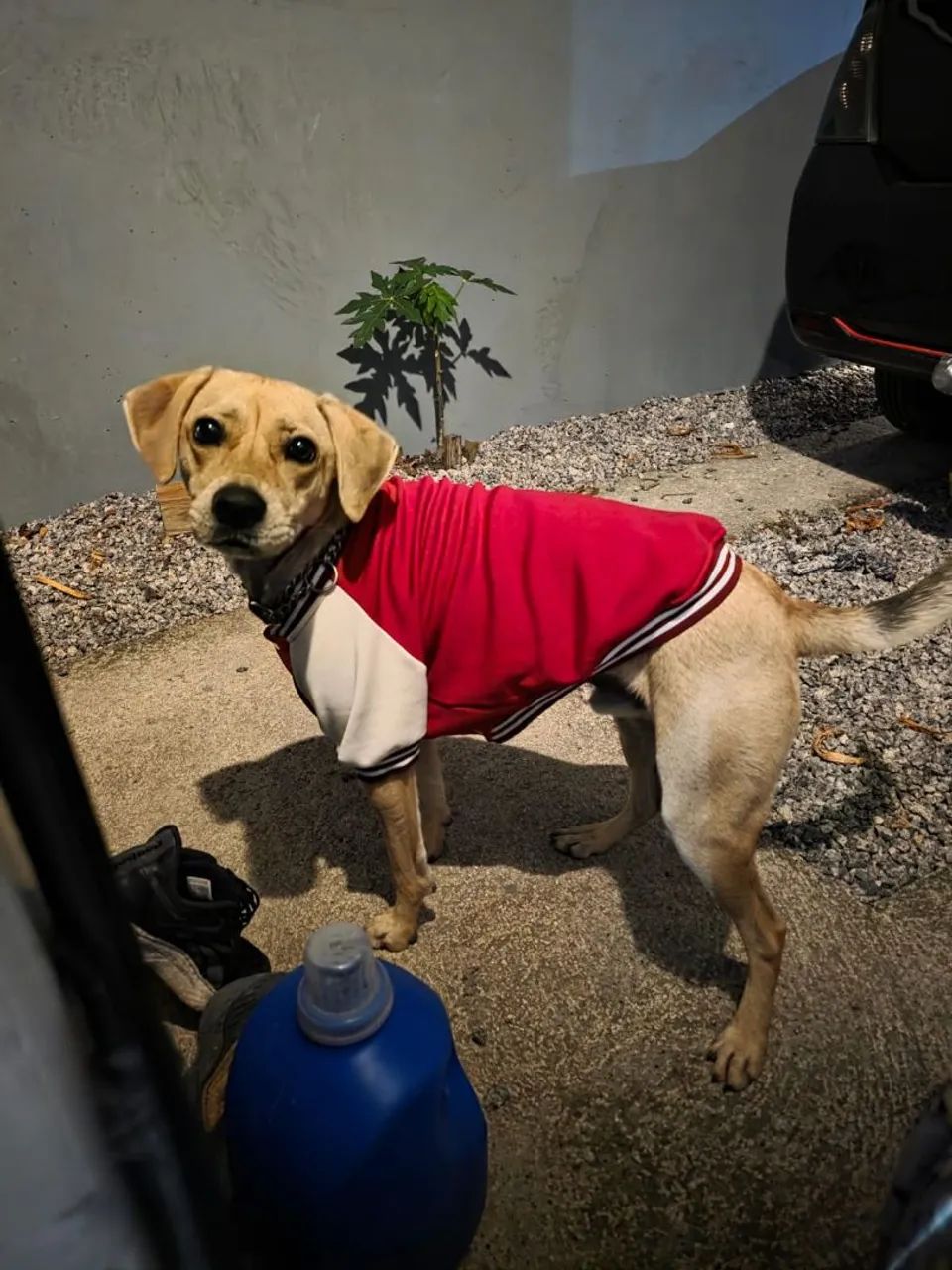 Adoção cachorro - Snoopy  - Foto 3