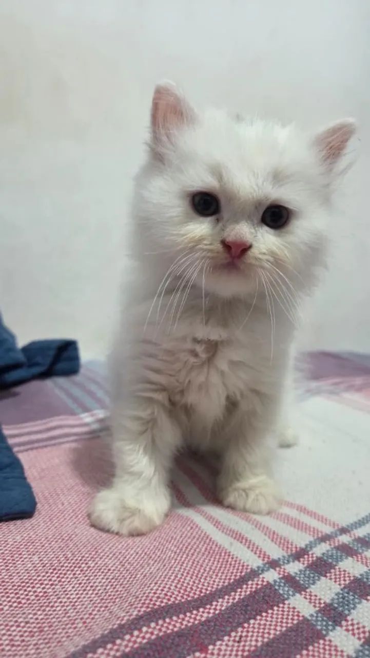 Gatos persa - Foto 4