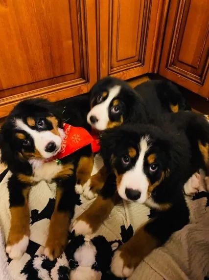 Bernese Mountain Dog Com Pedigree CBKC, Temperamento Tranquilo