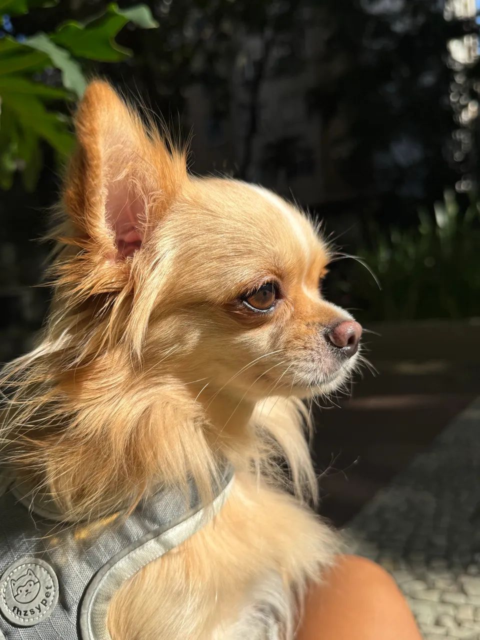 Cachorro  - Foto 4
