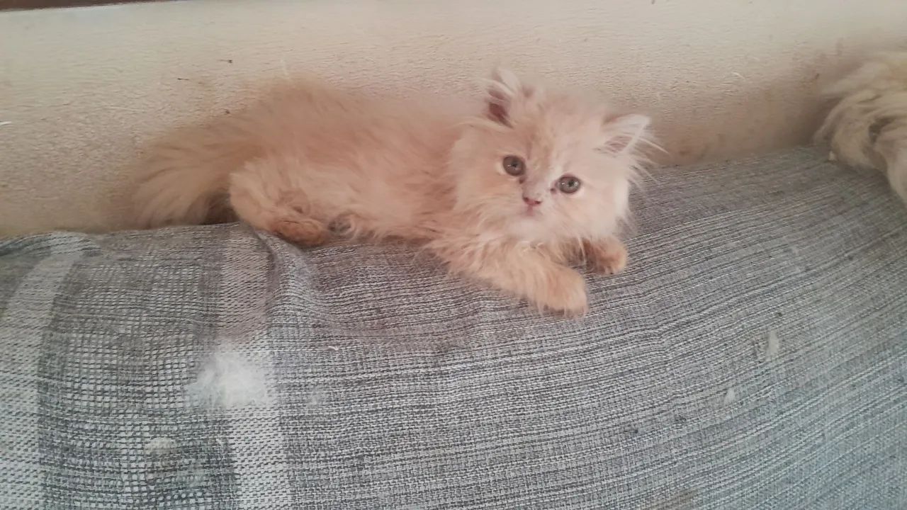 Gata, persa de olhos azuis ( Ler o anúncio)  - Foto 3