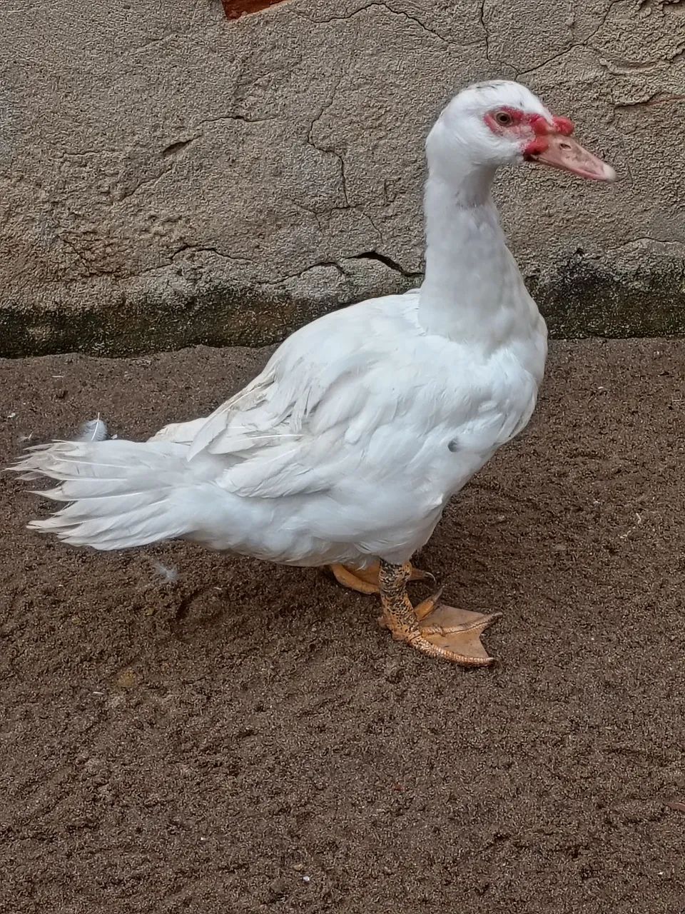 Pato - Foto 2