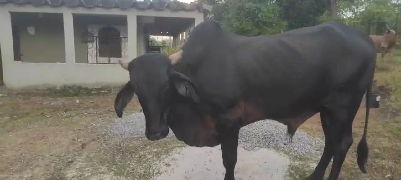 Boi,  vaca e Garrote  - Foto 6