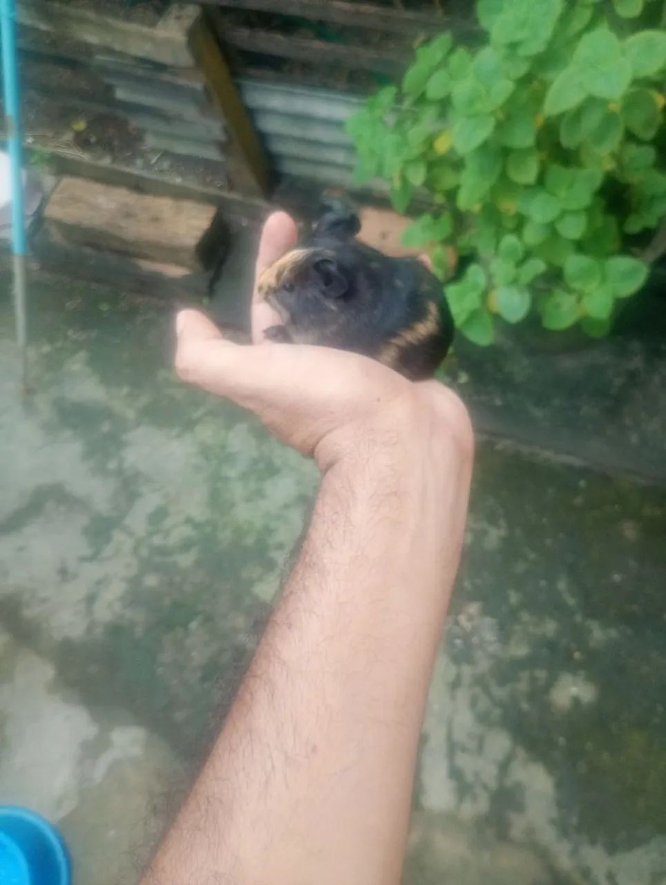Porquinhos da índia filhotes machos  - Foto 3