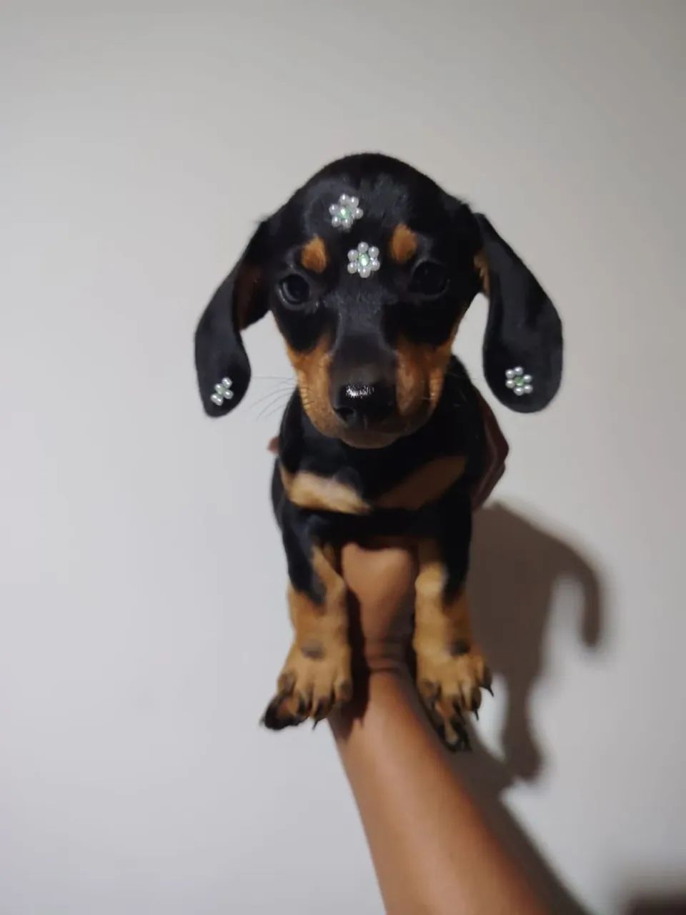 Teckel salsicha dashchund femea micro e padrão cofap