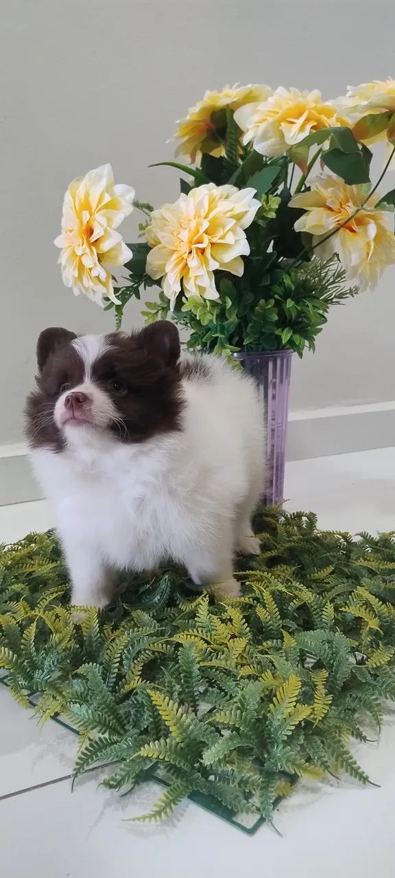 Filhote fêmea Lulu da pomerania  - Foto 4