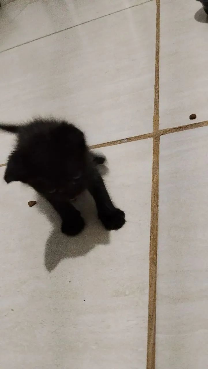 Doação de gatinhos filhotes  - Foto 3