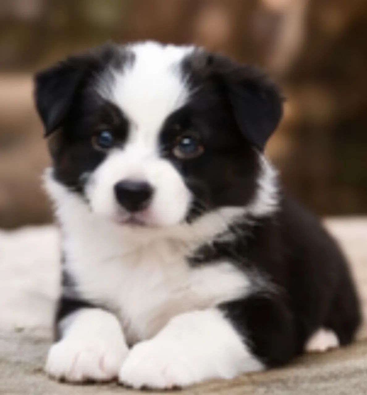 Border collie forte e saudável 