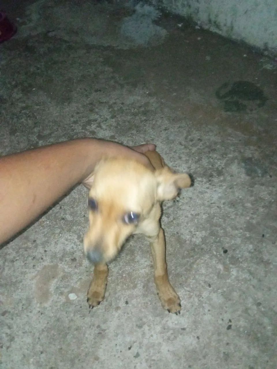 Doacao cachorro macho - Foto 4