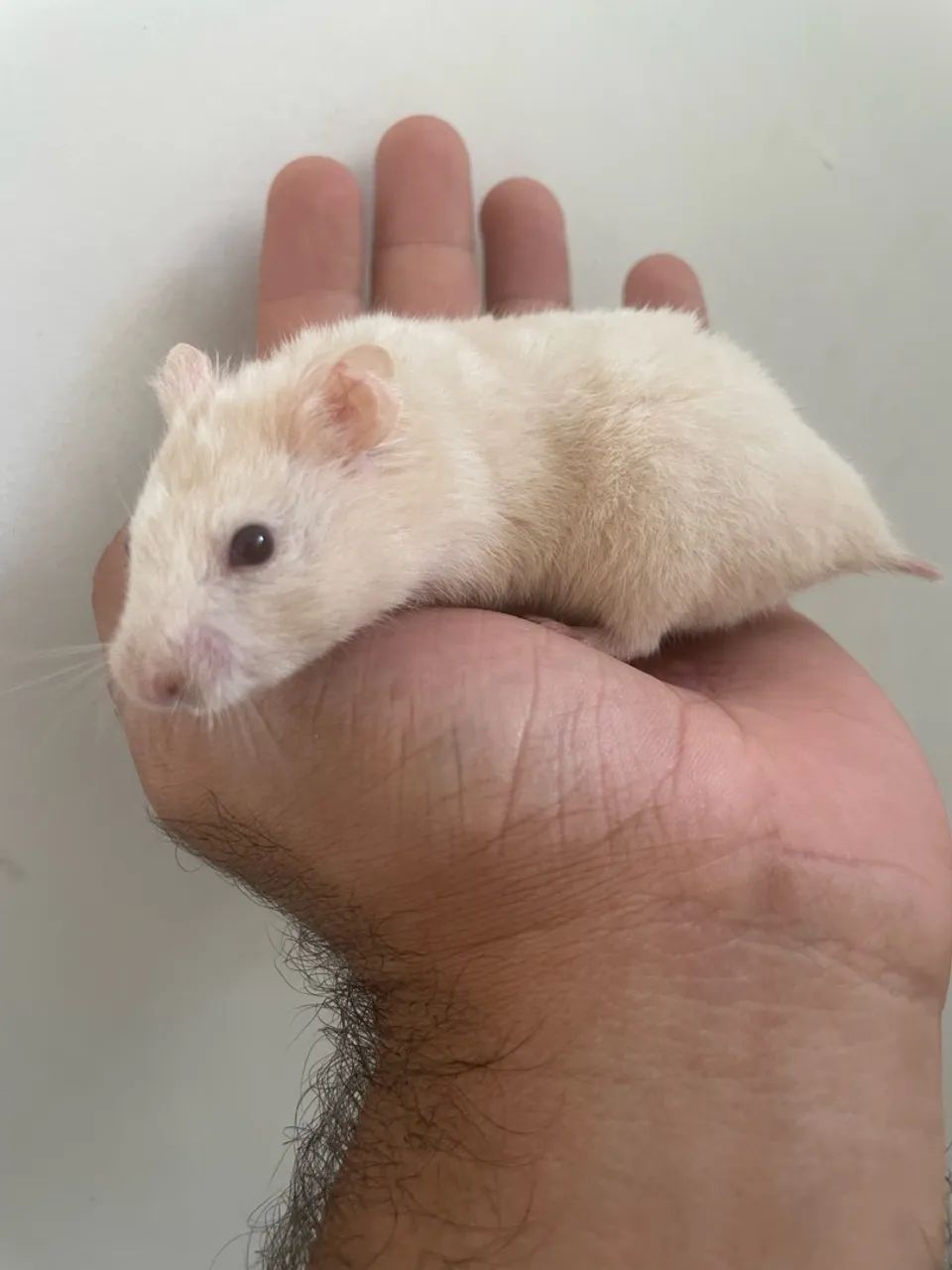 Hamster doação - Foto 4