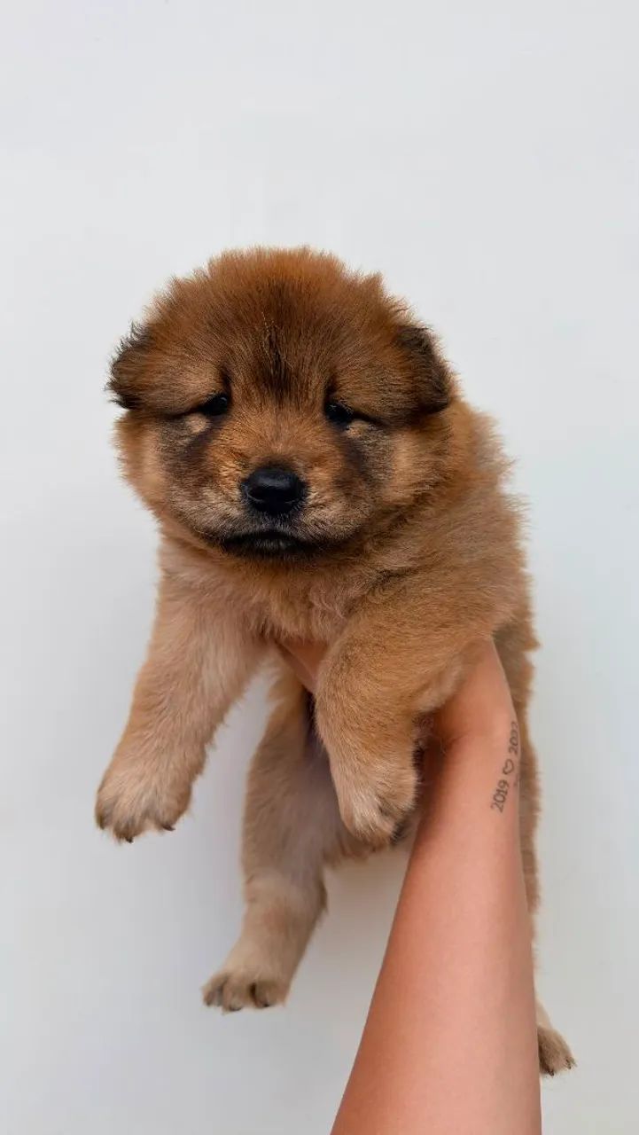 Filhotes de Chow Chow