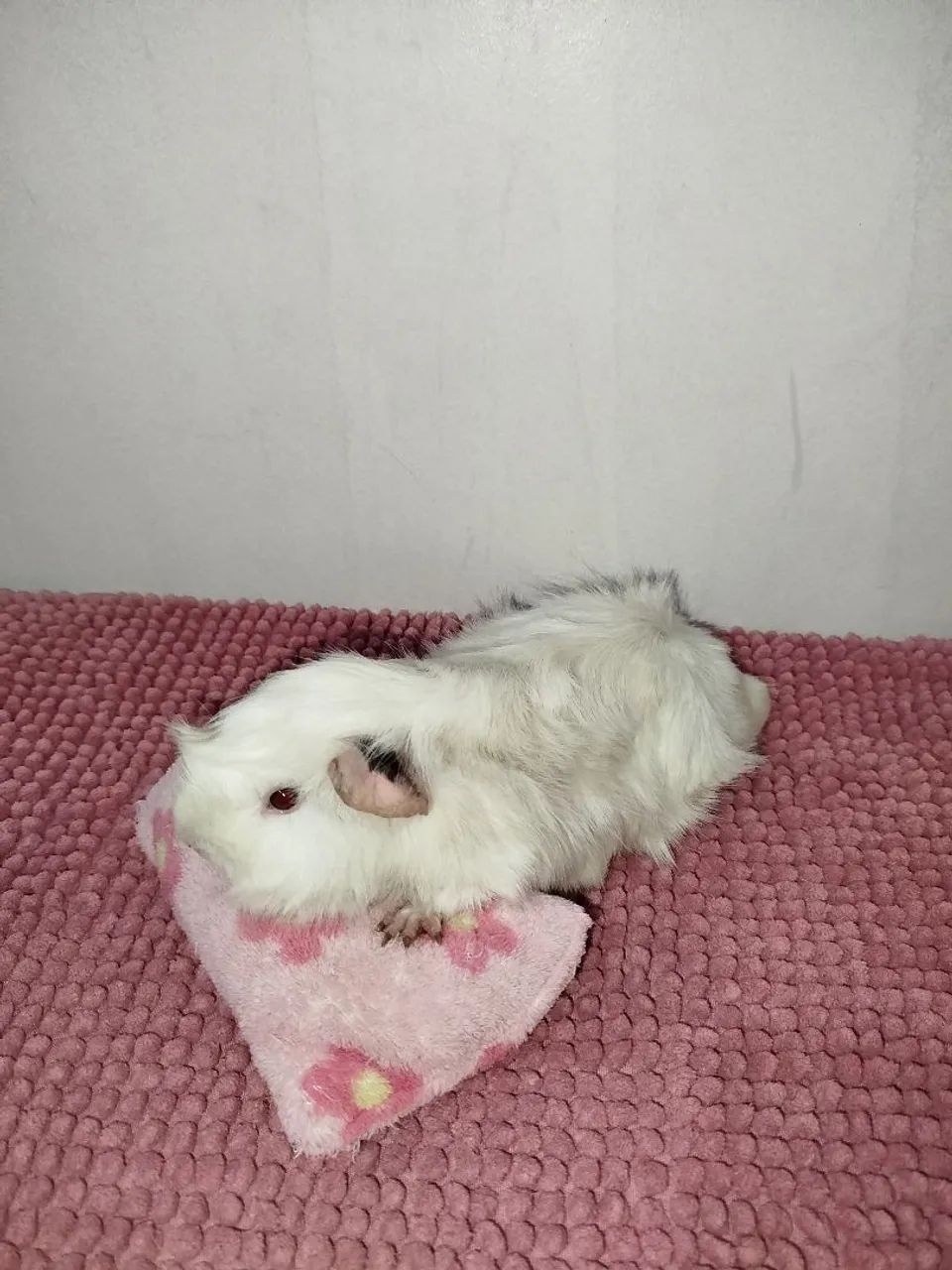 PROMOÇÃO Porquinho da índia Fêmea  - Foto 2